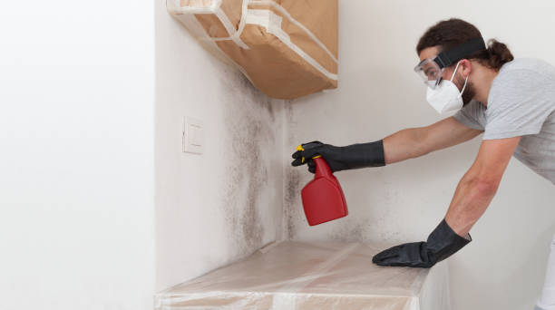 Basement Mold Remediation treatment on basement walls in Fork
