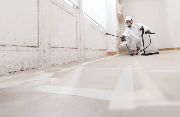Black mold remediation team in Fork
