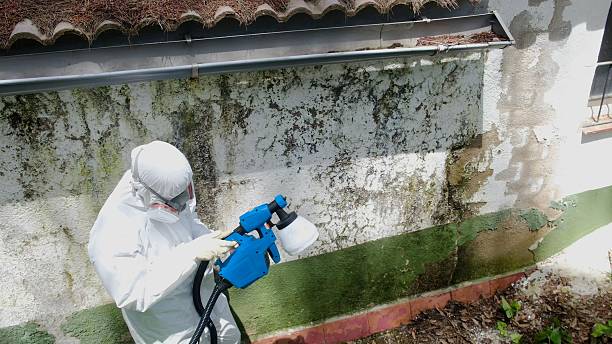 Mold Removal service in Fork